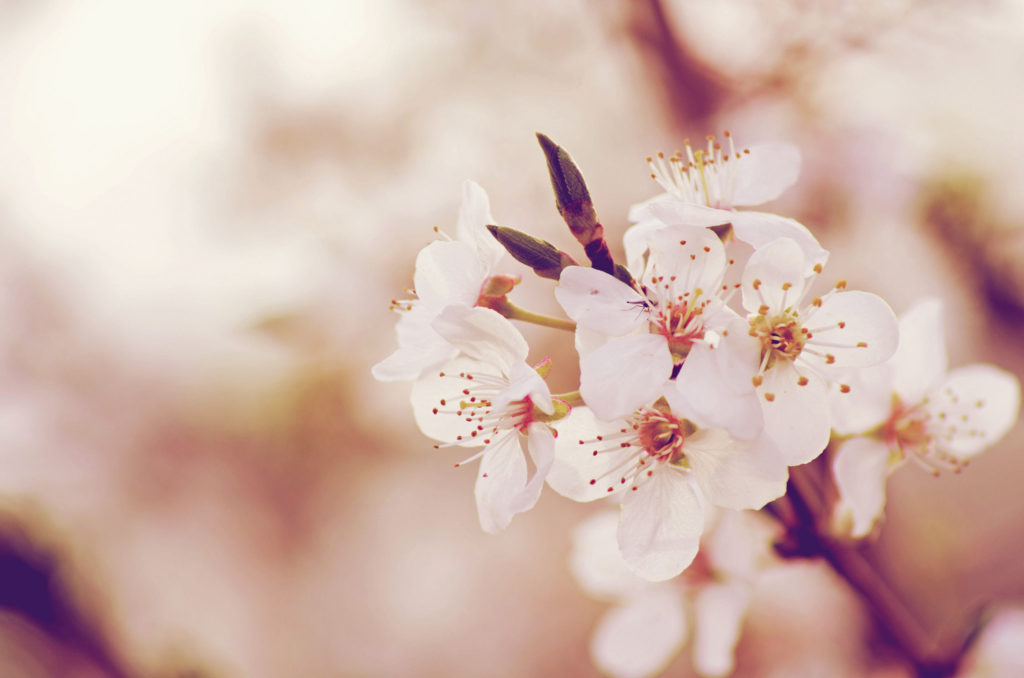 spring blossoms