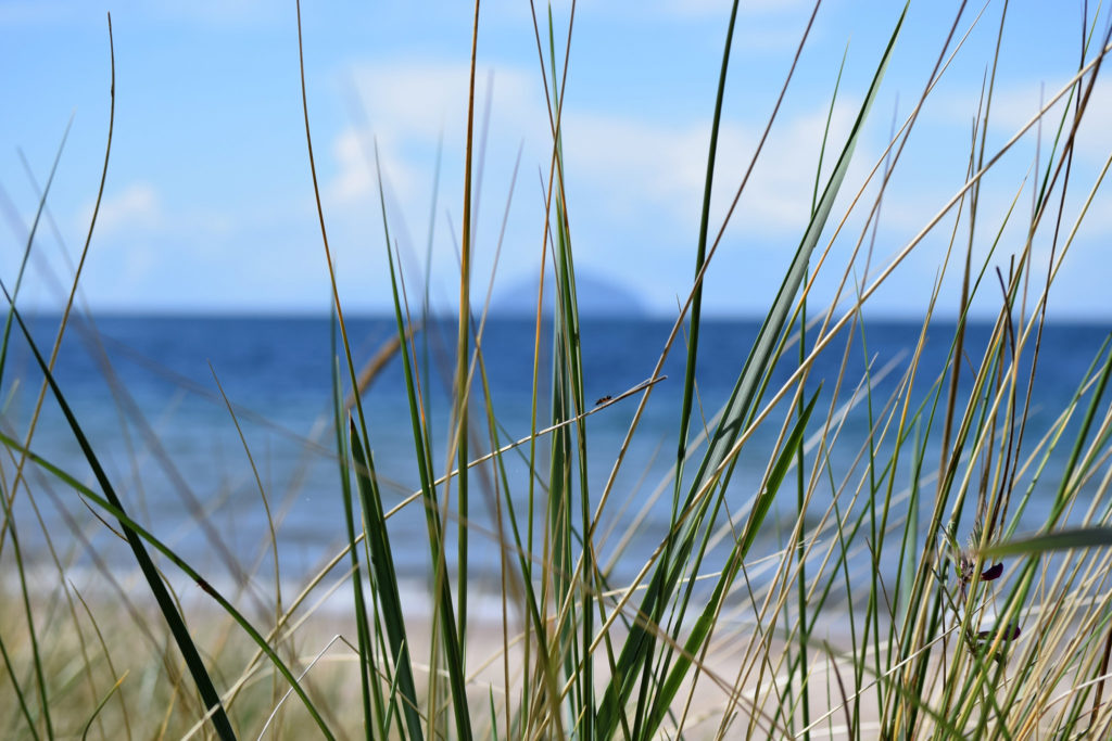 tall grass at beach